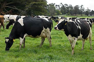 Holstein Friesian Cows