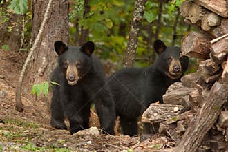 Young wild bears
