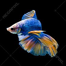 SIAMESE FIGHTING FISH