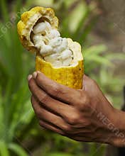 Fresh Picked Cacao Fruit