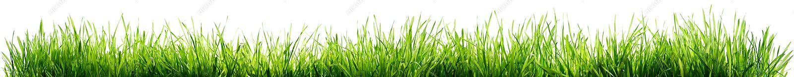 Grass Isolated On White