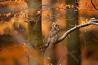 Owl in orange forest, yellow leaves. Long-eared Owl with orange oak leaves during autumn. Wildlife scene fro nature, Sweden. Anima