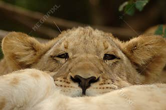 Lion cub