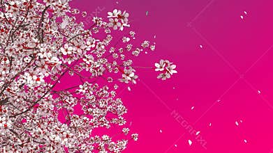 3D sakura cherry tree blossom and falling petals