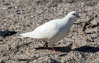 White Parisinian pigeon, Paris city avian. Peace dove in the streets of the famous French City.