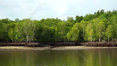 Mangrove forests in Thailand.