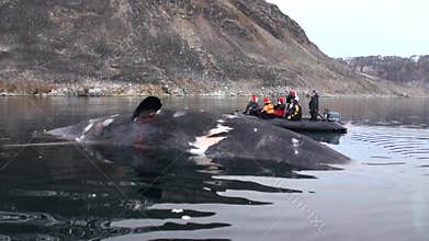 People in boat near the big whale lies dead in water of Arctic.