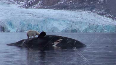 White polar bear near a dead whale in water at the rocky shore of Svalbard.