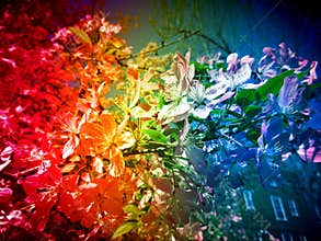 Altered Reality Rainbow Flowers