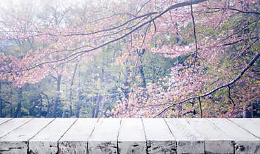 Wood table top on blur sakura flower in garden background.nature