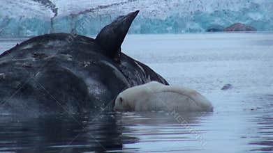 White Polar Bear eats dead whale in water of Svalbard.
