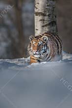 Siberian Tiger in the snow Panthera tigris