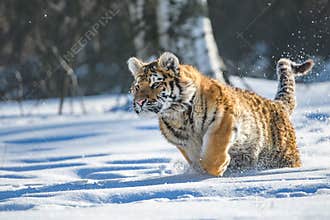 Siberian Tiger in the snow Panthera tigris