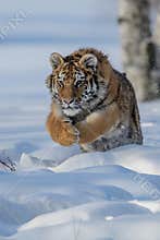 Siberian Tiger in the snow Panthera tigris