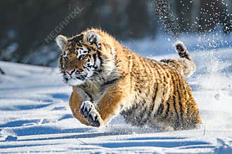 Siberian Tiger in the snow Panthera tigris