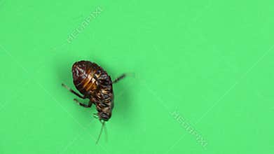 Cockroach spins on its shell. Green screen. View from above