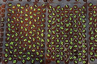 Growing organic vegetable farms