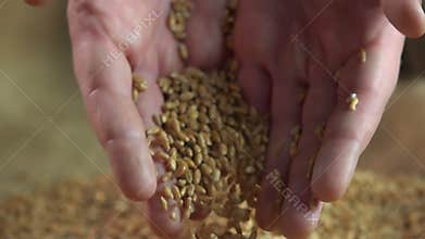 Man holding wheat grain in his hands, farmer enjoying his work, agriculture