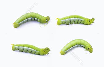 Green worm caterpillars animals isolate on white background