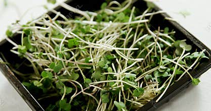 Fenugreek leaves in bowl 4k