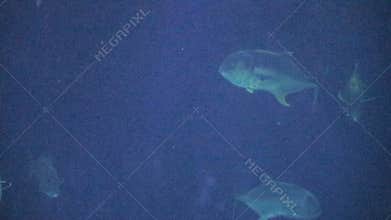Shark swims past large fish