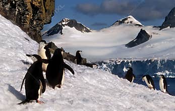 Chinstrap Penguins on Snow, Antarctica