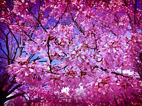 Lavender March Blossoms