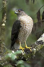 Coopers hawk, accipiter cooperii