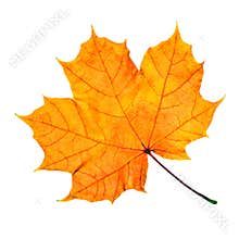 Maple fall leaf