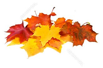 Many maple fall colored leaves