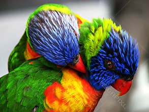 Two bright colored birds