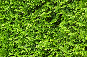 Green cypress hedge