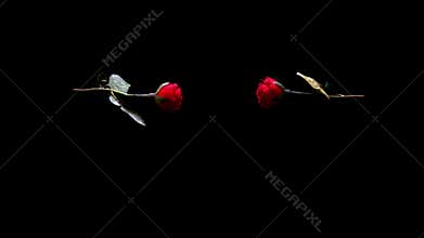 Two Red Love Rose Kiss and Broken Slow Motion Background