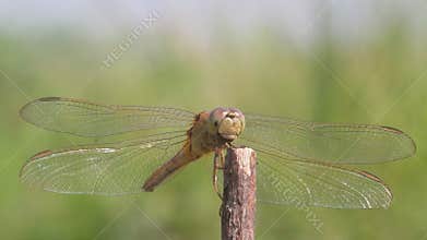 Dragonflies, dragonflies are waiting for prey on twigs