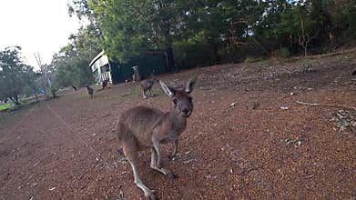 A wild kangaroo jumping away in a holiday park of Perth, Western Australia.