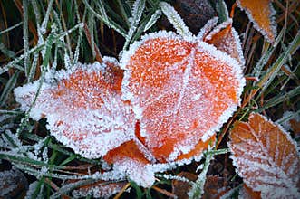 Aspen leaves in the frost