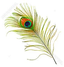 Peacock Feather