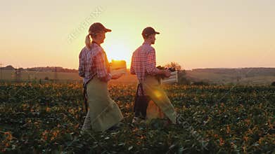 Two farmers man and woman are walking along the field, carrying boxes with fresh vegetables. Organic farming and family