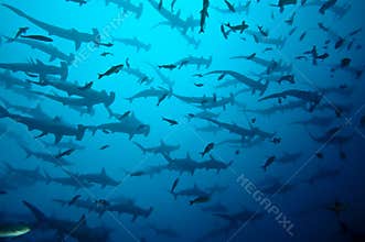 Hammerhead sharks