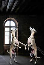 Team of whippets dancing in a mystery dark room