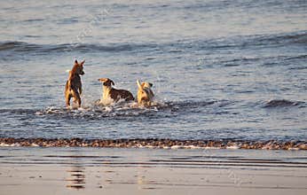 Dogs play by the beach