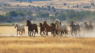 Wild Horses Running in the Utah Desert