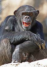 Chimpanzee