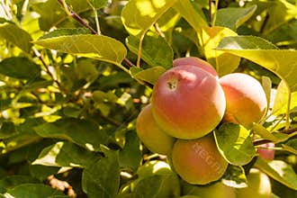 Ripe big red apples on a tree in leaves sunny day.