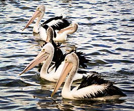A colony of australian pelican