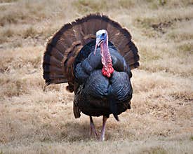 Turkey