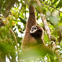 Lar Gibbon