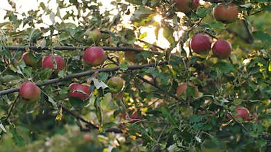 Apples on a tree at sunset