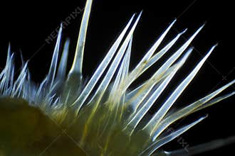 Microscopic view of Common nettle defensive hairs