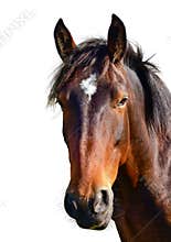 Brown horse head isolated on white. A closeup portrait of the face of a horse